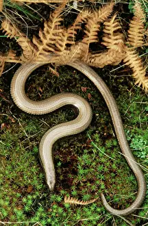 Fragilis: Slow Worm