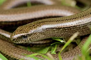 Fragilis: Slow Worm