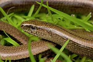Fragilis: Slow Worm