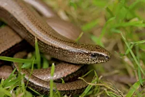 Fragilis: Slow Worm