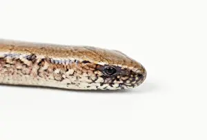 Fragilis: SLOW WORM