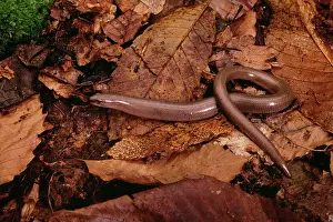 Fragilis: Slow worm