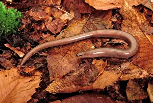 Fragilis: Slow Worm