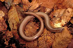 Fragilis: Slow Worm