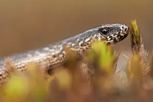 Fragilis: Slow Worm