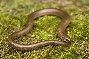 Fragilis: Slow Worm