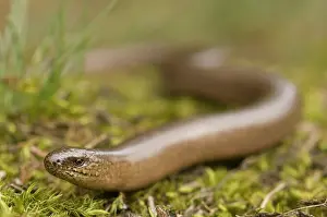 Fragilis: Slow Worm