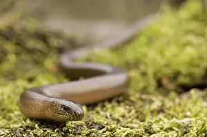 Fragilis: Slow Worm
