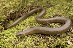 Fragilis: Slow Worm