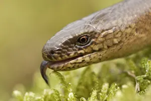 Slow: Slow Worm