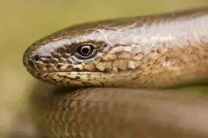 Slow: Slow Worm