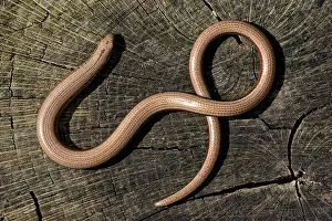 Slow: Slow Worm
