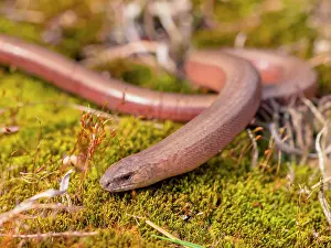 Crawl: Slow Worm