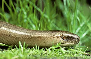 Fragilis: Slow Worm / Blind Worm
