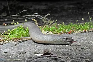 Fragilis: Slow Worm / Blind Worm