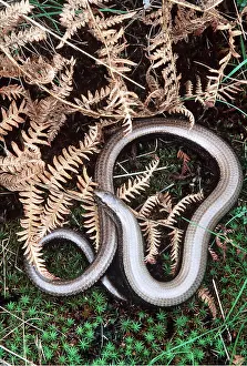 Worms: SLOW WORM - by bracken, a legless lizard
