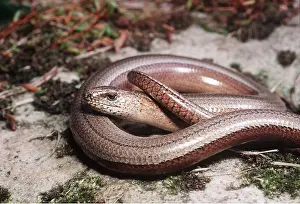 Worms: SLOW WORM - coiled. A legless lizard