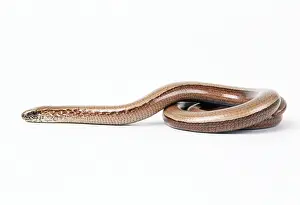 Fragilis: SLOW WORM - female