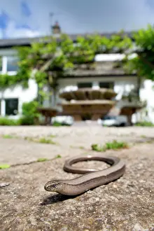 Fragilis: Slow Worm - in garden