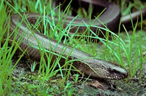 Fragilis: Slow Worm in grass