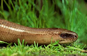 Fragilis: Slow Worm in grass close-up