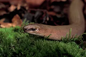Fragilis: Slow Worm - Head