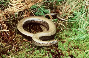 Worms: SLOW WORM - a legless lizard