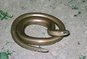Worms: SLOW WORM - male coiled. A legless lizard