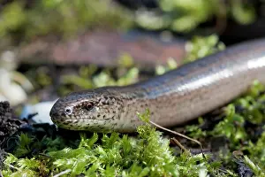Fragilis: Slow Worm - single adult basking