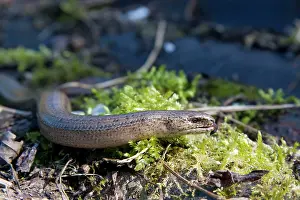 Fragilis: Slow Worm - single adult basking with tongue flicking out