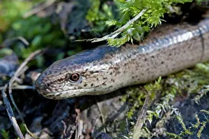 Fragilis: Slow Worm - Single adult emerging from the undergrowth