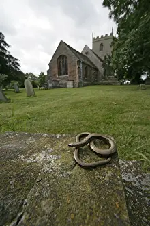 Slow: Slow worm on a stone near a church United-Kingdom