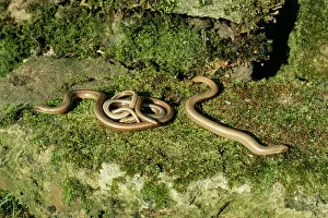 Hibernating: SLOW WORMS - emerging from hibernation