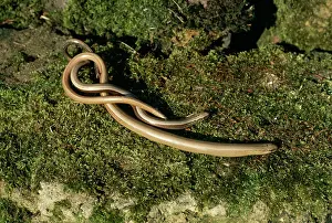 Hibernating: Slow Worms - emerging from hibernation
