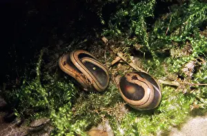 Worm: Slow Worms - New born, in egg capsule