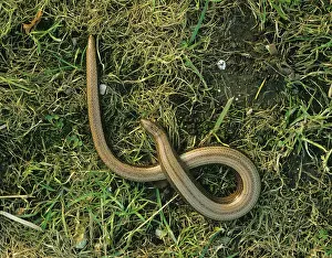 Fragilis: Slowworm