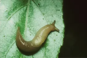 Slugs: SLUG