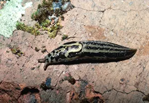 Molluscs: SLUG
