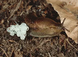 Arion: Slug (Arion distinctus) wih eggs
