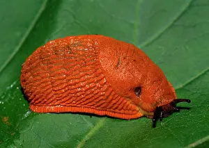 Arion: SLUG
