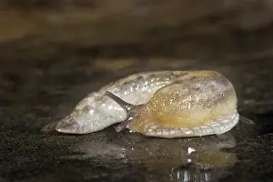 Slimy: Slug