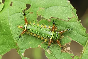 Limacodidae: Slug Caterpillar