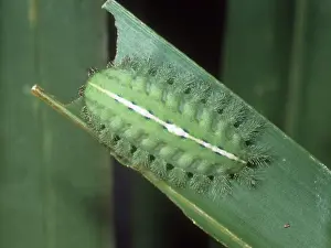 Sting: Slug caterpillar