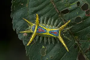 Putumayo: Slug Caterpillar (Limacodidae / Euclidae) Amazon