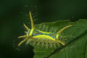 Magdalena: slug caterpillar, Magdalena Valley, Colombia