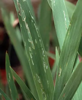 Iris: Slug damage to Iris