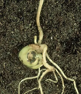 Germinating: Slug damage to Pea