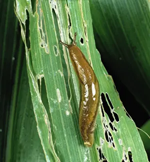 Slimy: Slug on damaged corn stalk