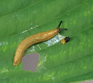 Arionidae: Slug on damaged hosta leaf