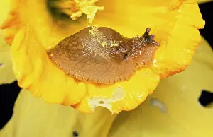 Gastropods: Slug - eating Daffodil in garden